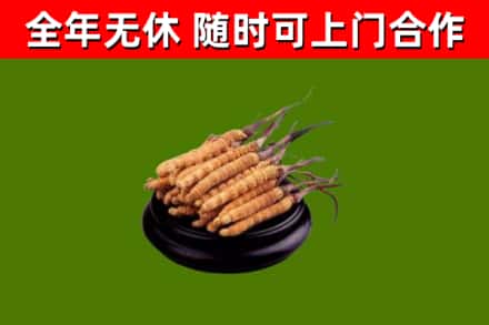 河北区回收散虫草
